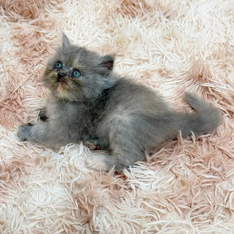 Cat for sale
