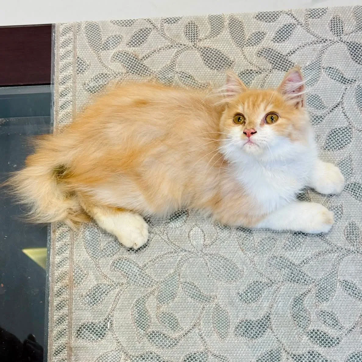 Cat for sale