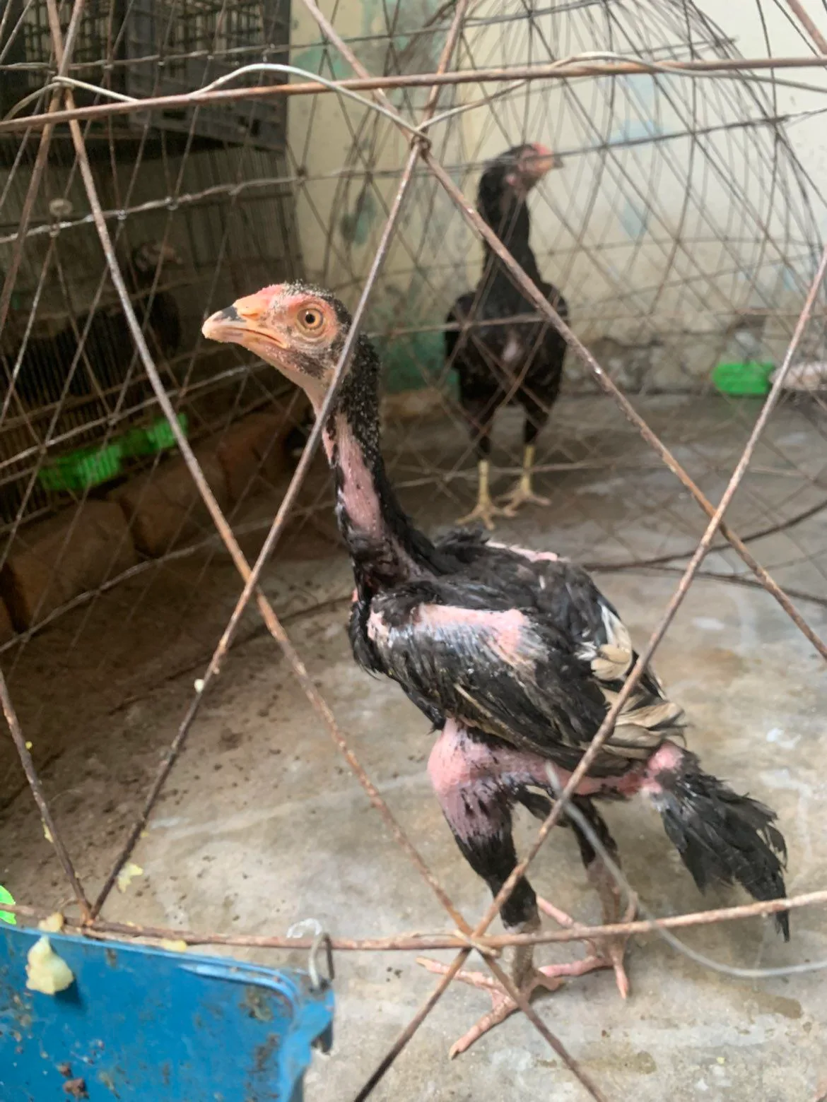 Animals chicks