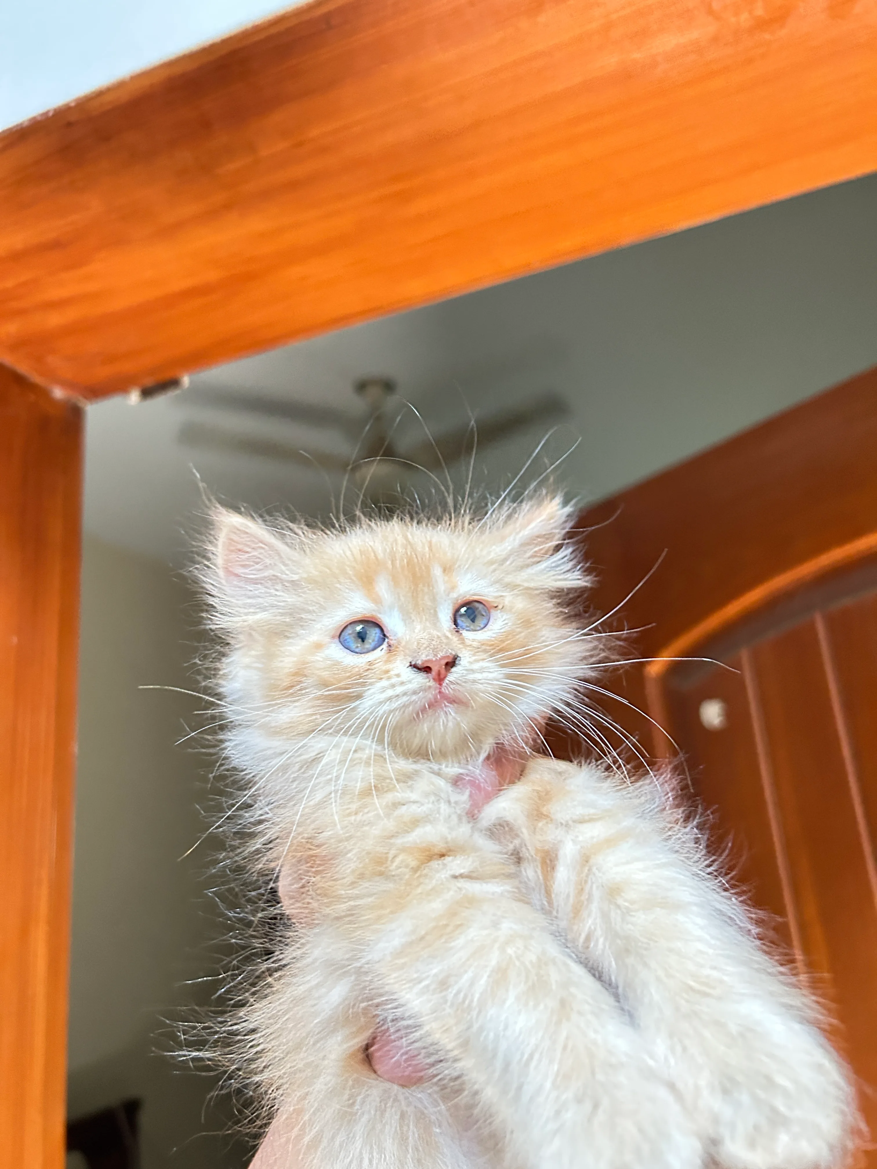 Persian cat available