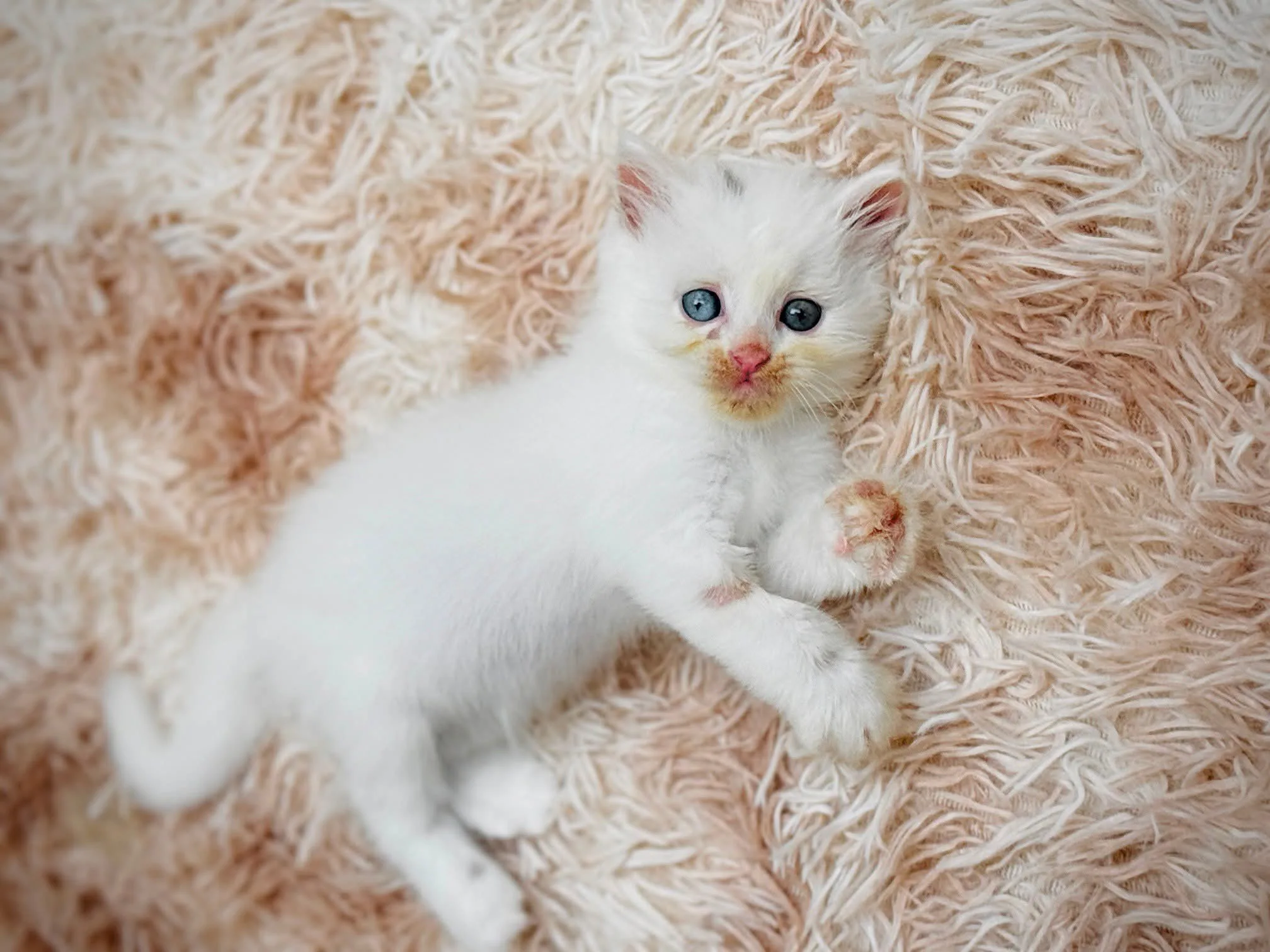 Cat urgent.
